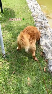 Introducing Cindy & Friends® Dry Bath with Bio-Enzyme Technology: the...