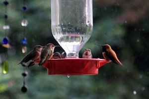 How do you keep hummingbird feeders from freezing? Ask OSU gardening experts