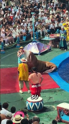 FOCAS: INTELIGENCIA MARINA Las focas son animales altamente inteligentes, capaces de aprender