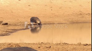 A hyena comes to a pool of water in the desert to drink
