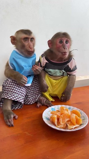 A Monkey’s Blissful Snack Break | Monkey Kaku