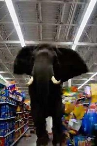 elephant going crazy in walmart