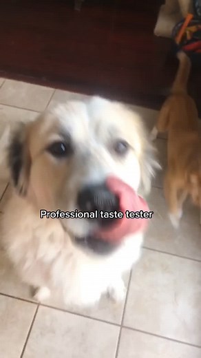 Dog Teeth Chattering: Funny Video Compilation