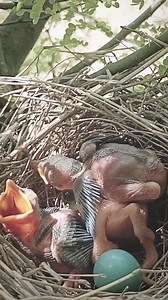 83K views · 395 reactions | Baby cuckoo bird is knocking its brother out of the nest | Review Birds News | Facebook