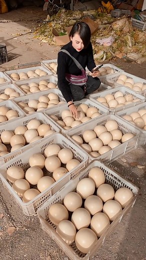 Ostrich eggs! #ostrich #egg #farming #agriculture #overload #funny #fyp #bird