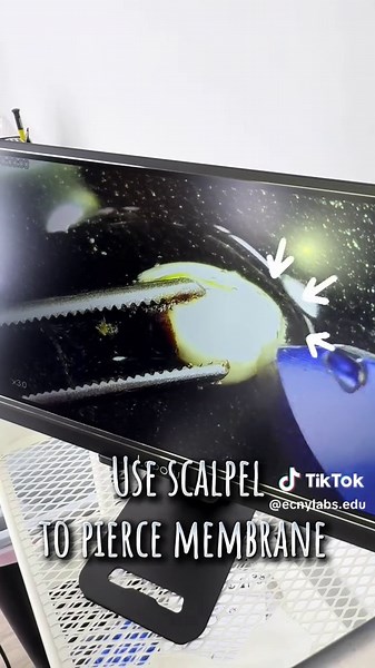 Embryo Rescue Techniques in Tissue Culture