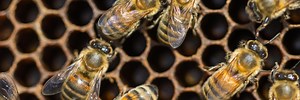 Minor in Entomology | University of Kentucky