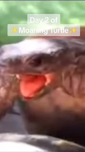 Moaning Turtle on TikTok