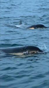 June is here, so as Orca Awareness Month, which was created to inspire action on behalf of the critically endangered Southern Resident killer whale population. For more info visit: https://www.orcamonth.com/ For the ones who want to learn about orcas you can sign up for a free access for the entire month on orcachannel.com PS.: This orca calf friends appear in several Episodes in Season 1. How many times can you spot them? 😊 Enjoy! #orca #killerwhales #spekkhogger #spekkhoggere | Orca Channel