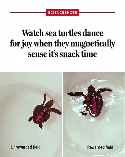 Watch sea turtles dance for joy when they magnetically sense it’s snack time