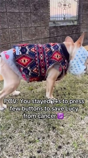 A single comment equals to Lucy's cancer surgery donation link in profile #uk #usashorts #usa #help