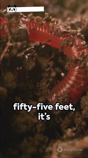 Meet the World's Slimmest Animal! Bootlace Worm