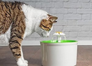 Les meilleures fontaines à eau pour chats au Québec en 2026 • MonChat.ca