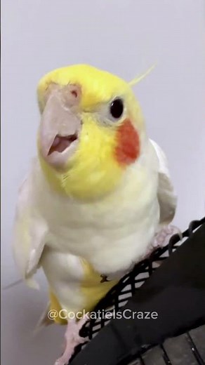 Jerry the Cockatiel Singing Masterclass: Teach Your Bird to Sing Like a Pro