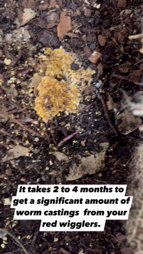 19 reactions | A red wiggler farm is a good place to start! | Georgia On My Pine Farm | Facebook