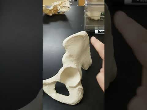 Pelvic girdle: ilium, ischium, and pubis