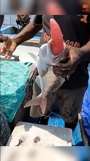 Fishing in the Deep Sea #fishing #fishingvideos #fishingtime