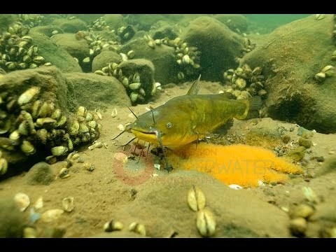 Black Bullhead Catfish Underwater Video Engbretson Underwater Photography