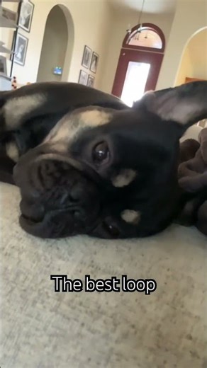 The best loop dog video #loop #dog
