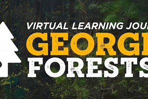 Georgia Forests II | Virtual Learning Journey