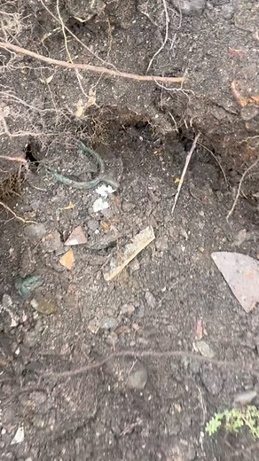 1800s Spur found digging in a bottle dump. What in the World #crickdiggersmafia #antiques #extremedigging #digging #Spurs #1800s | Crick Diggers Mafia