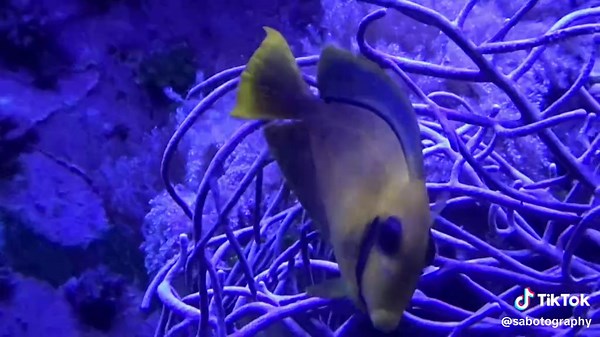 Aquatic Footage 📷🐠🐡 - - #aquarium #filmtok #calm #relax #cinematic #fyp