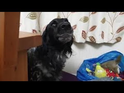 Dog finds cat in her bed, throws epic temper tantrum