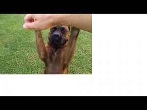 Bullmastiff attack - just playing around!