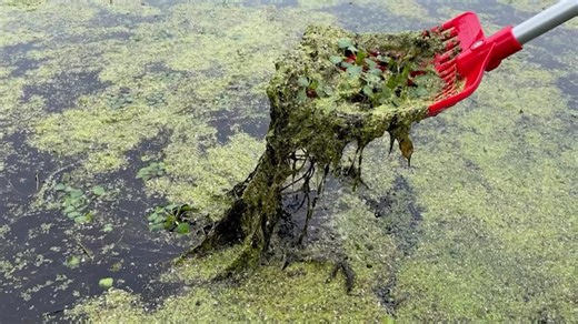 Greenwood Lake asks public for help protecting from the invasive water chestnut