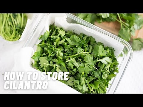 Cilantro: How to Cut, Store & Use?