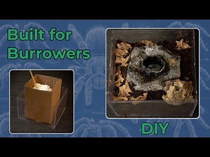 Building a Burrower-Friendly Tarantula Enclosure (DIY)