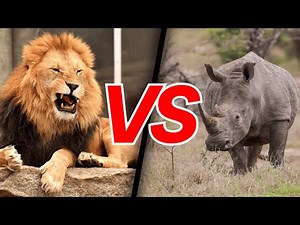 HIPPO vs LION: Who Would Win This Brutal Battle?