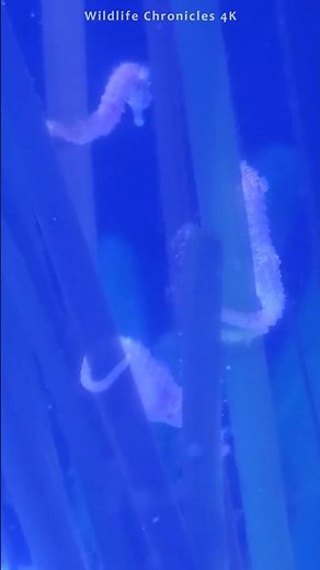 Amazing! How Small Are Dwarf Seahorse? Fascinating Seahorse Facts