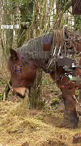 4.1K views · 191 reactions | Your eyes aren't deceiving you, horses are replacing machines in these woods Horse logging is an ancient but sustainable forest-management technique which was used for thousands of years Now horse power is helping pull timber infected with larch disease from sensitive woodland For more: https://bbc.in/49f8ASP | BBC Wales News | Facebook