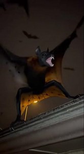 Hostile Big Bat (Animals Attack • Scary Encounters)