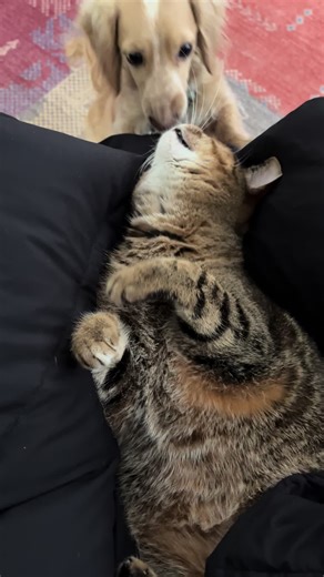 Archie’s wants to play with his sister kiwi