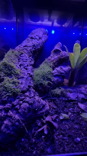 Tarantula Terrarium: Create a Lush Garden Habitat