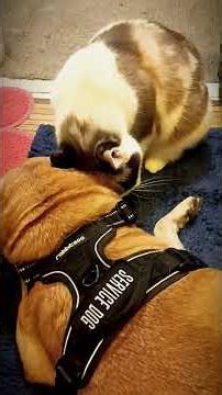 Snow Shoe Cat Loves Puggle