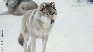 Two male wolves (Canis lupus) in a snowy forest, one is getting closer