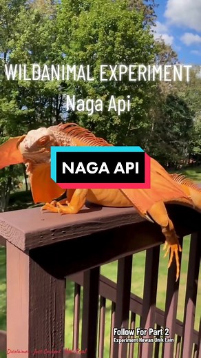 Eksperimen Wildan: Menggabungkan DNA Hewan Menjadi Naga Api