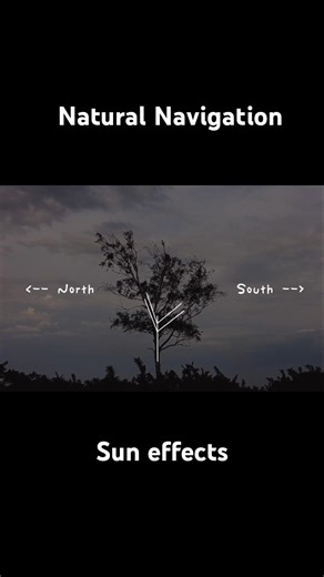 nature's compass | navigating using the sun's effects on trees, leaves, moss, lichen #bushcraft