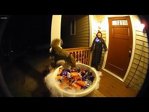 🎃CCTV | Animal Halloween Series Scared by Decorations