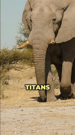 Elephant vs. Rhino: Who’s the TRUE King of the Savanna? 🐘🦏