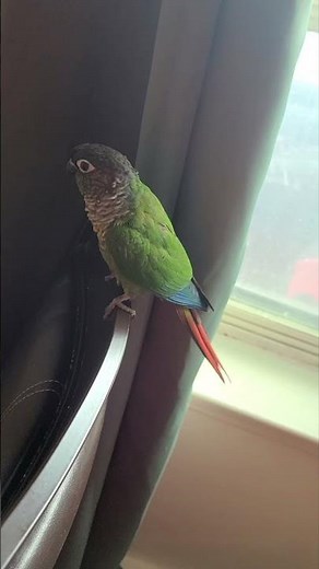 Green cheek conure screaming his head off