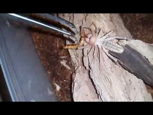 Solifugae / camel spiders 1 2 & 3 feeding video.