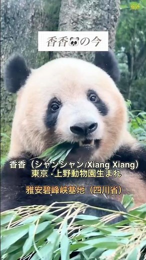 Xiang Xiang Today | The Ueno Zoo-Born Panda's Future in China | Conservation and Breeding #panda