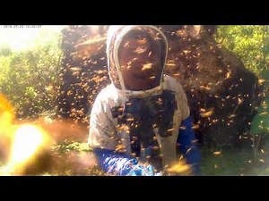 100,000 Reasons Not To Disturb Yellow Jackets | Massive Yellow Jacket Colony In Florida