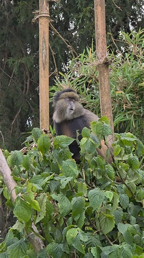 Golden Monkey at Volcano National Park Rwanda #safari #monkey