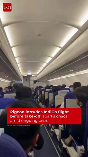 The Times of India on Instagram: "On a #Bengaluru-#Vadodara #flight on 2 December, a #pigeon entered the Indigo #aircraft just before take-off, causing confusion among passengers and #crew. In the now-viral footage, the pigeon can be seen flying above passengers’ heads as it tries to find its way out of the #plane. 📽️@logon.2.vikram #InstaWithTOI #ViralVideo #Indigo #SocialMedia"