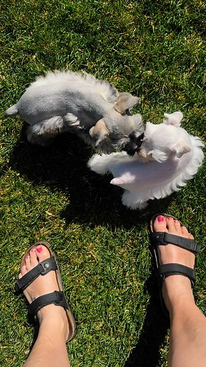 This is their last day together, they start going home tomorrow. They have the whole yard to run and play and yet, just under my feet is their favorite place. Luckycharmedschnauzers.com #luckycharmedschnauzers | Lucky Charmed Schnauzer's
